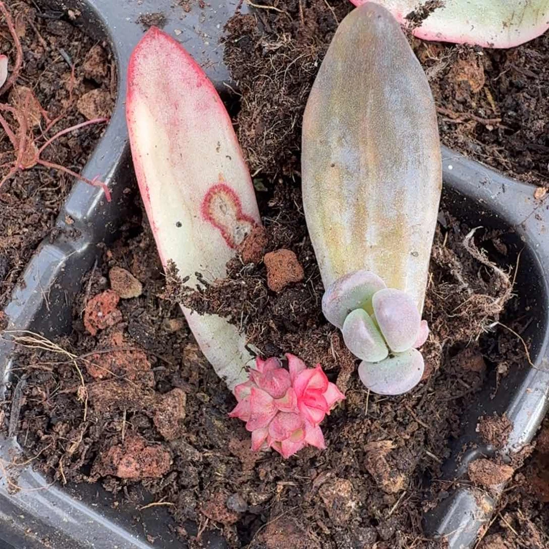 一刻的推进到如今组合