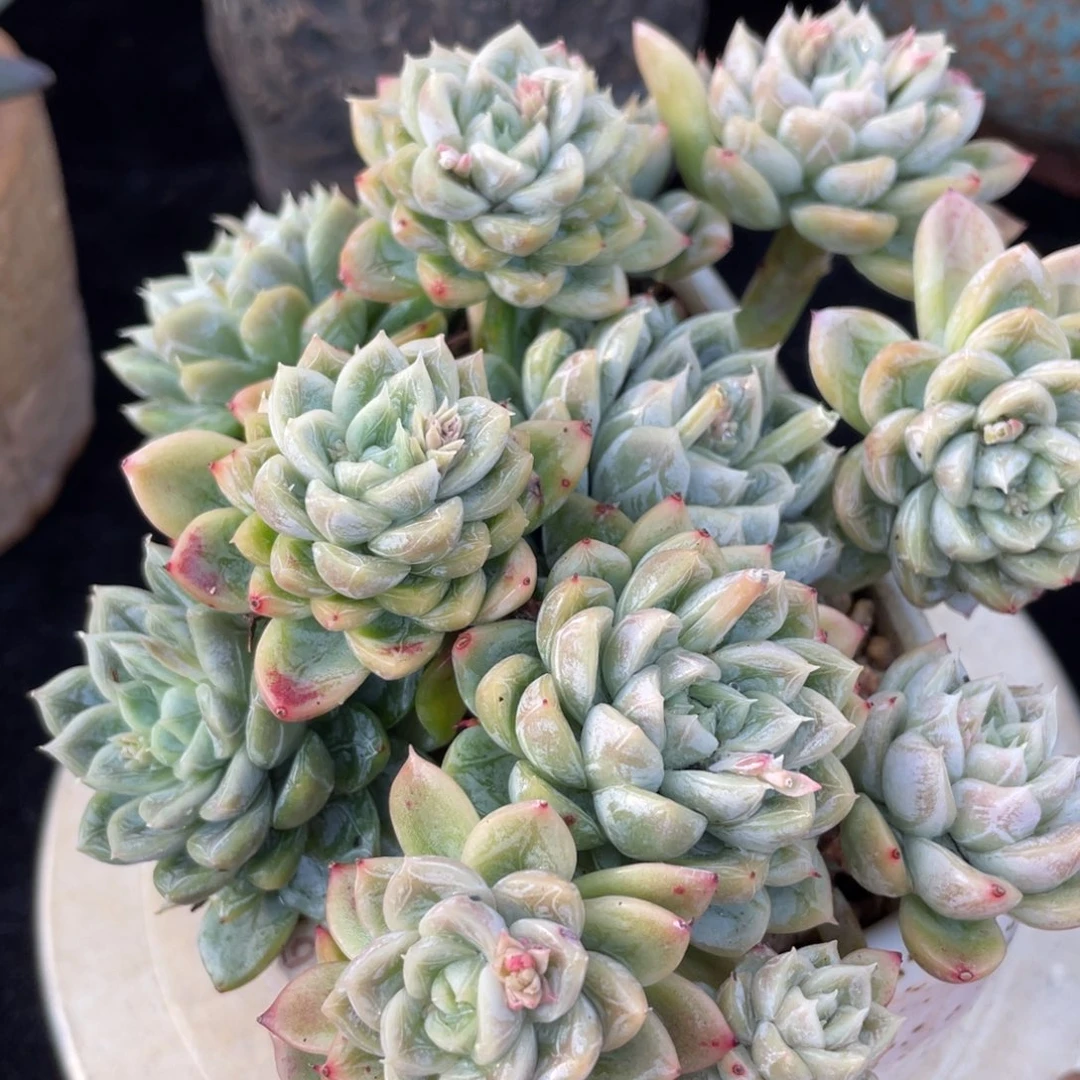 满38包邮艾莎群生多肉