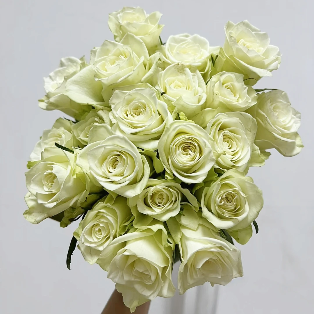 【3颗包邮】费尔蒙月季花苗白绿色高杯庭院阳台栽植灌木切花月季