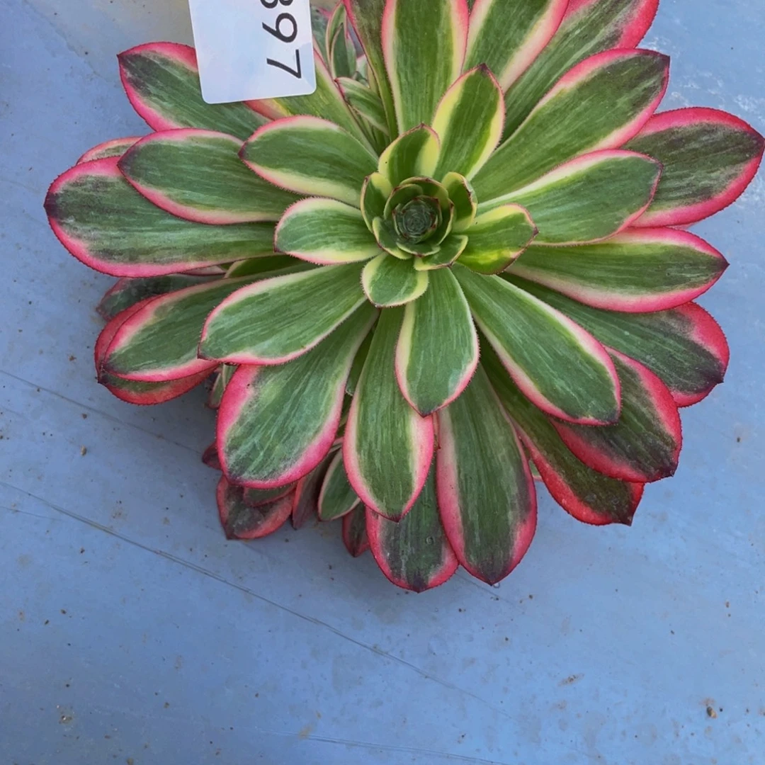 897万圣节锦多肉植物