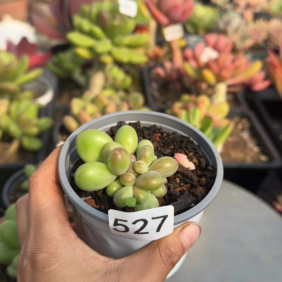 527号 一物一拍 一物一拍