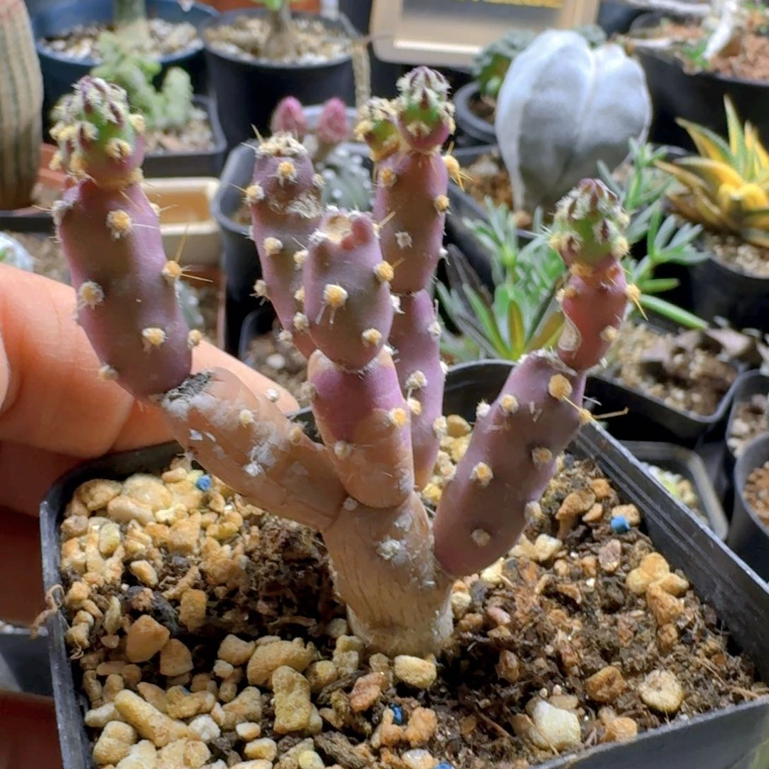 4登龙团扇脱土发货