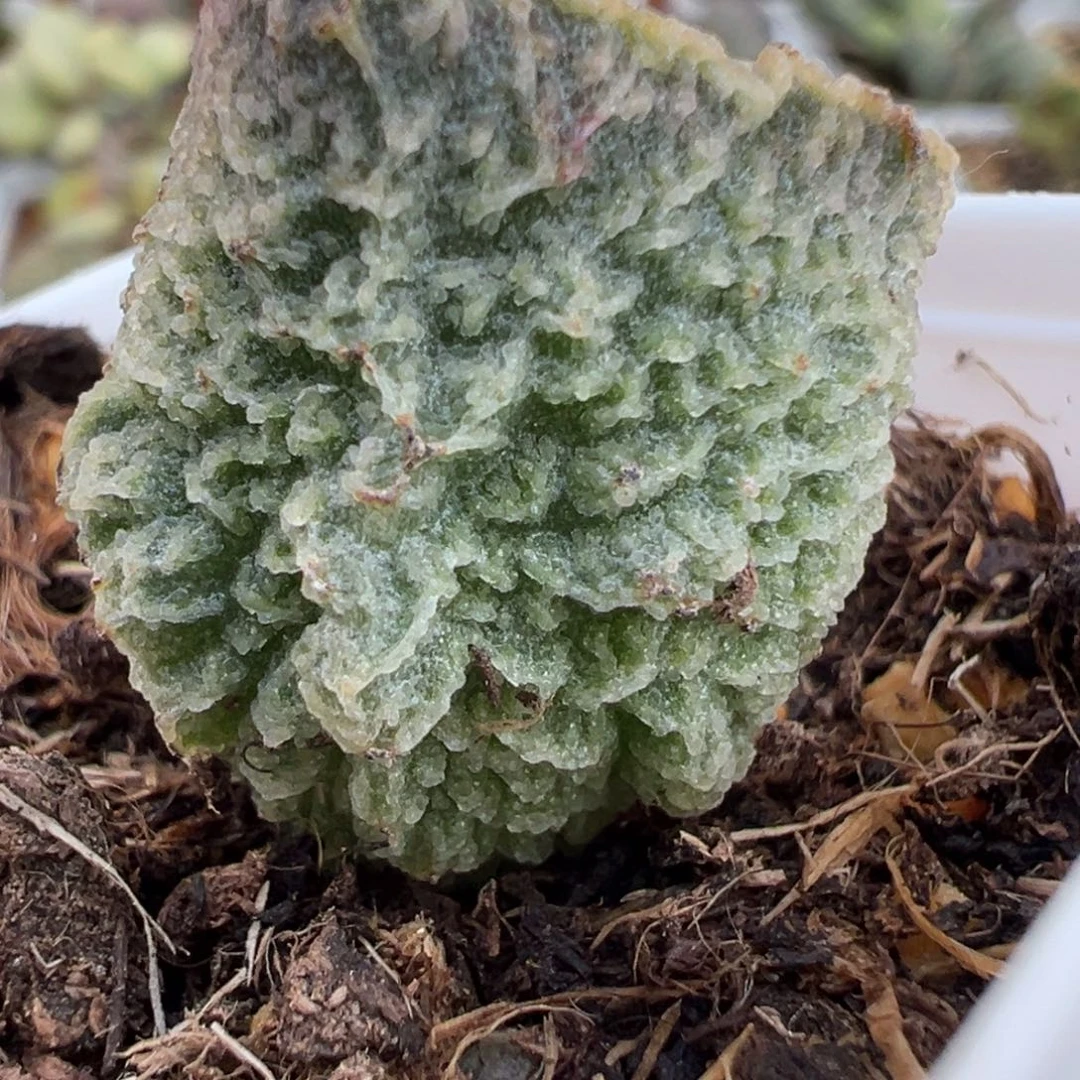 红玫瑰大苗多肉植物水泡