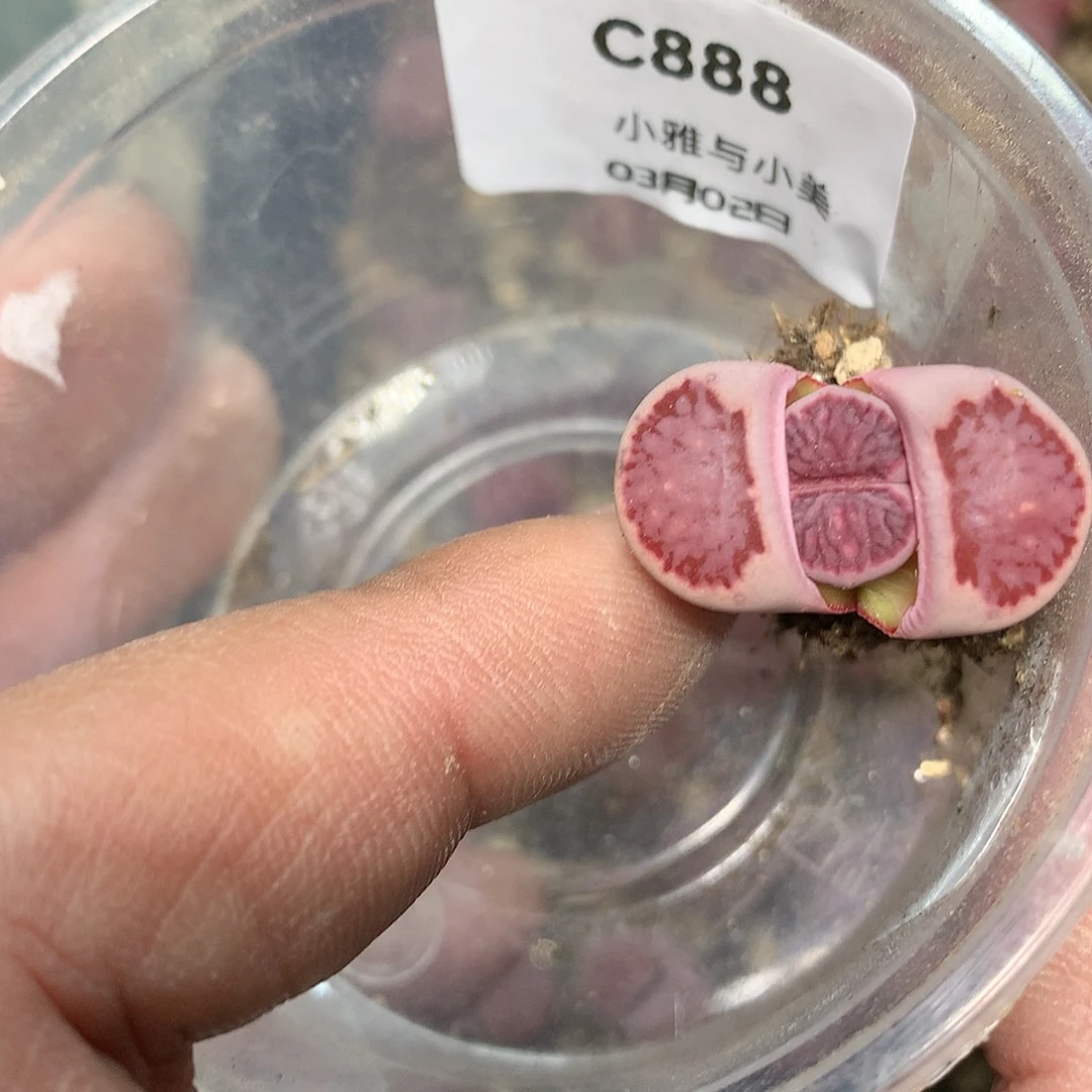 可***包C888多肉植物保护