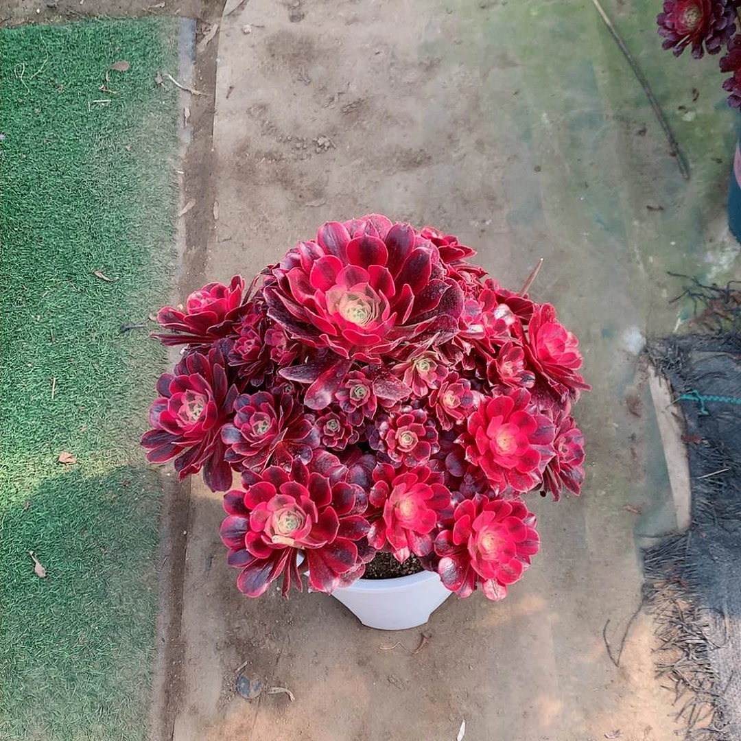 【闪购商品】粉****糖美杜莎，多肉