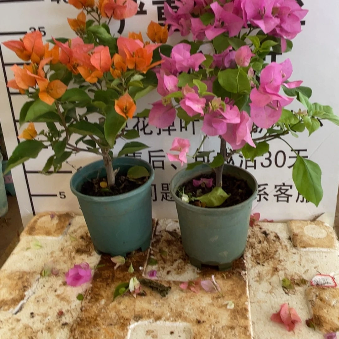 微***暖当前无花栽培后可以开花3-1608