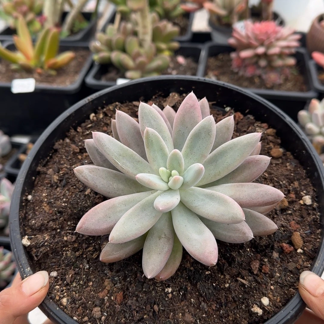 148号一物一拍一物一拍