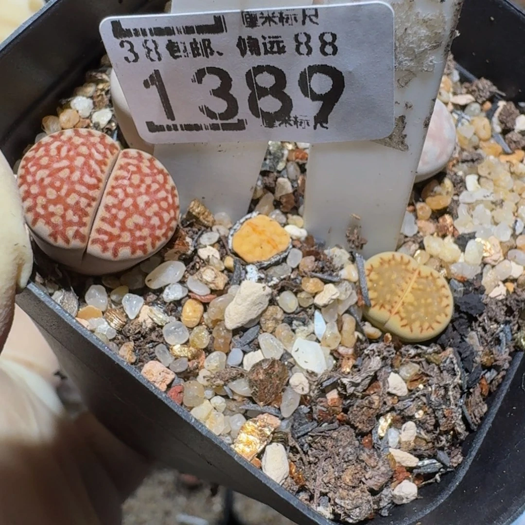 ？***zzzz精品生石花1389