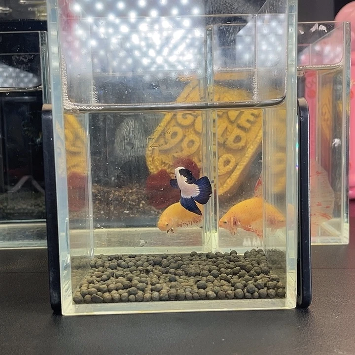 斗鱼06号921早青花