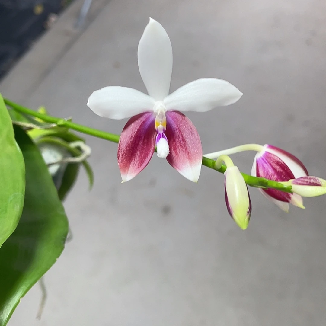 完全开放叶损不售后 红白跳 608号