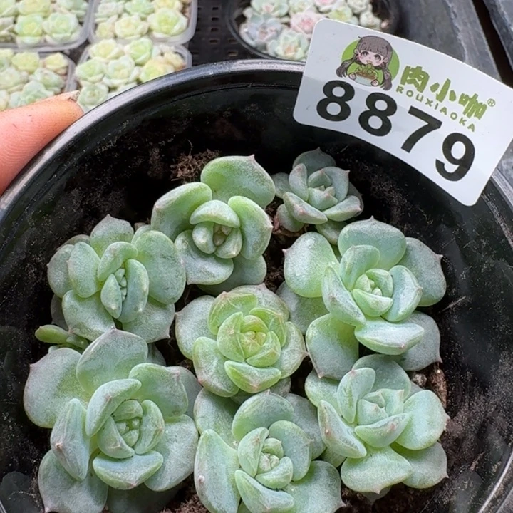 当前无花朵，栽培后可花朵多肉植物多肉植物