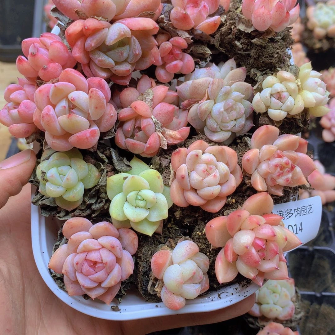 我要去看你了啊我的014