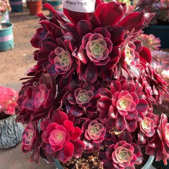 1453美杜莎多肉植物