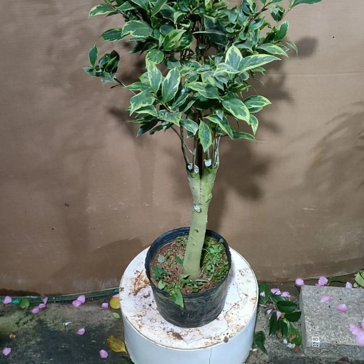 冬****哥408彩叶变异五色，原盆原土发货，不包邮