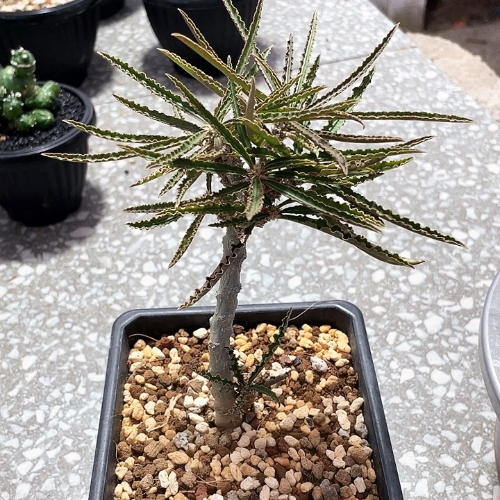 瓦莲66666666666666