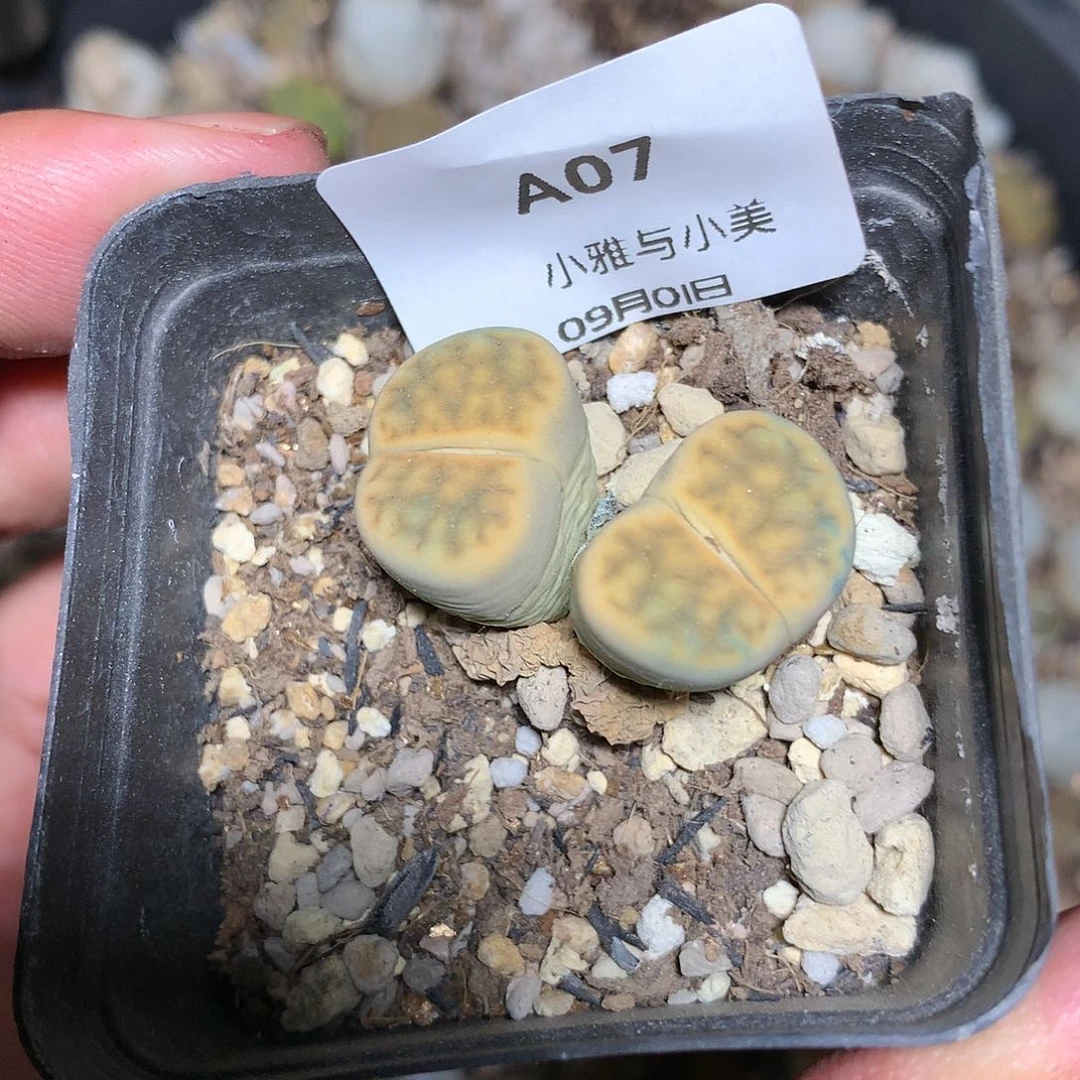 A07多肉植物保护
