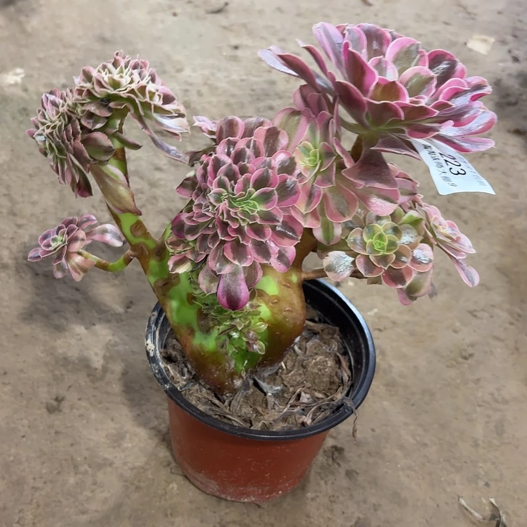 223美杜莎缀化多肉植物