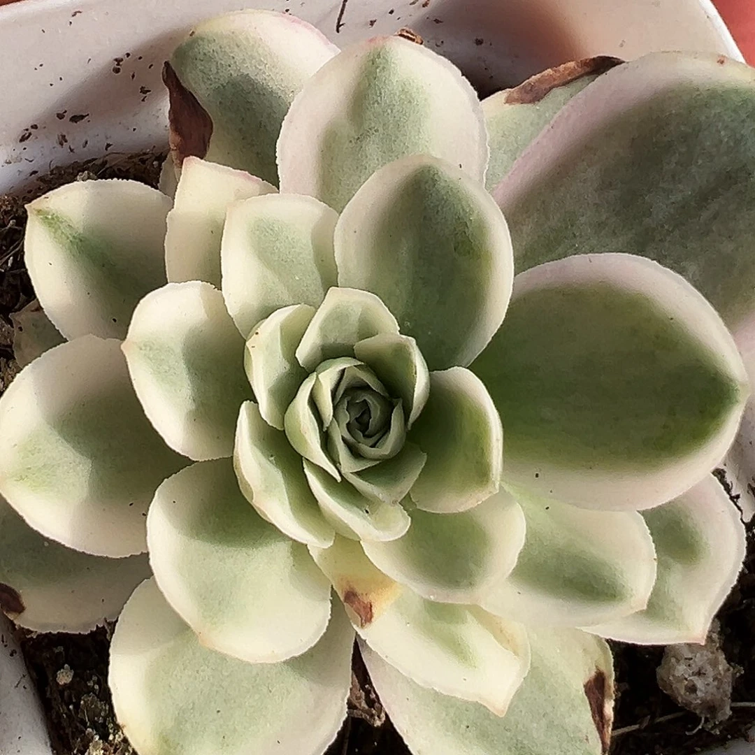 山地玫瑰锦秋夕826号