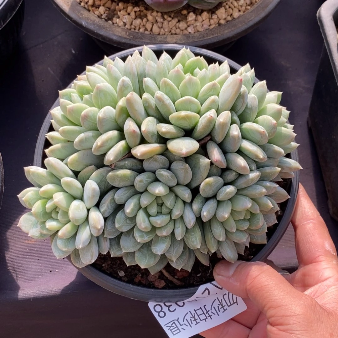 两单包邮1214-38百搭翡翠