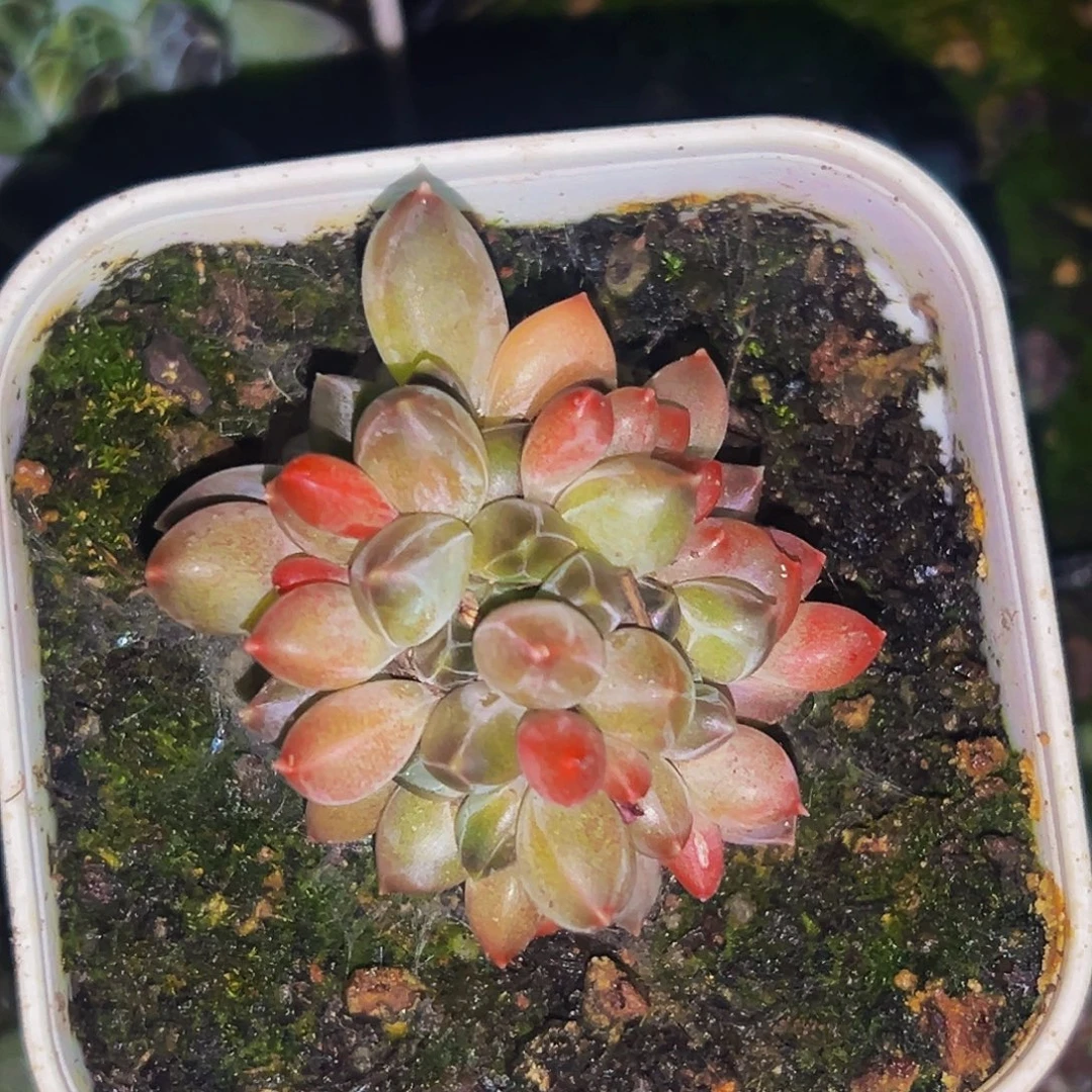 桔云多肉美人精品系列