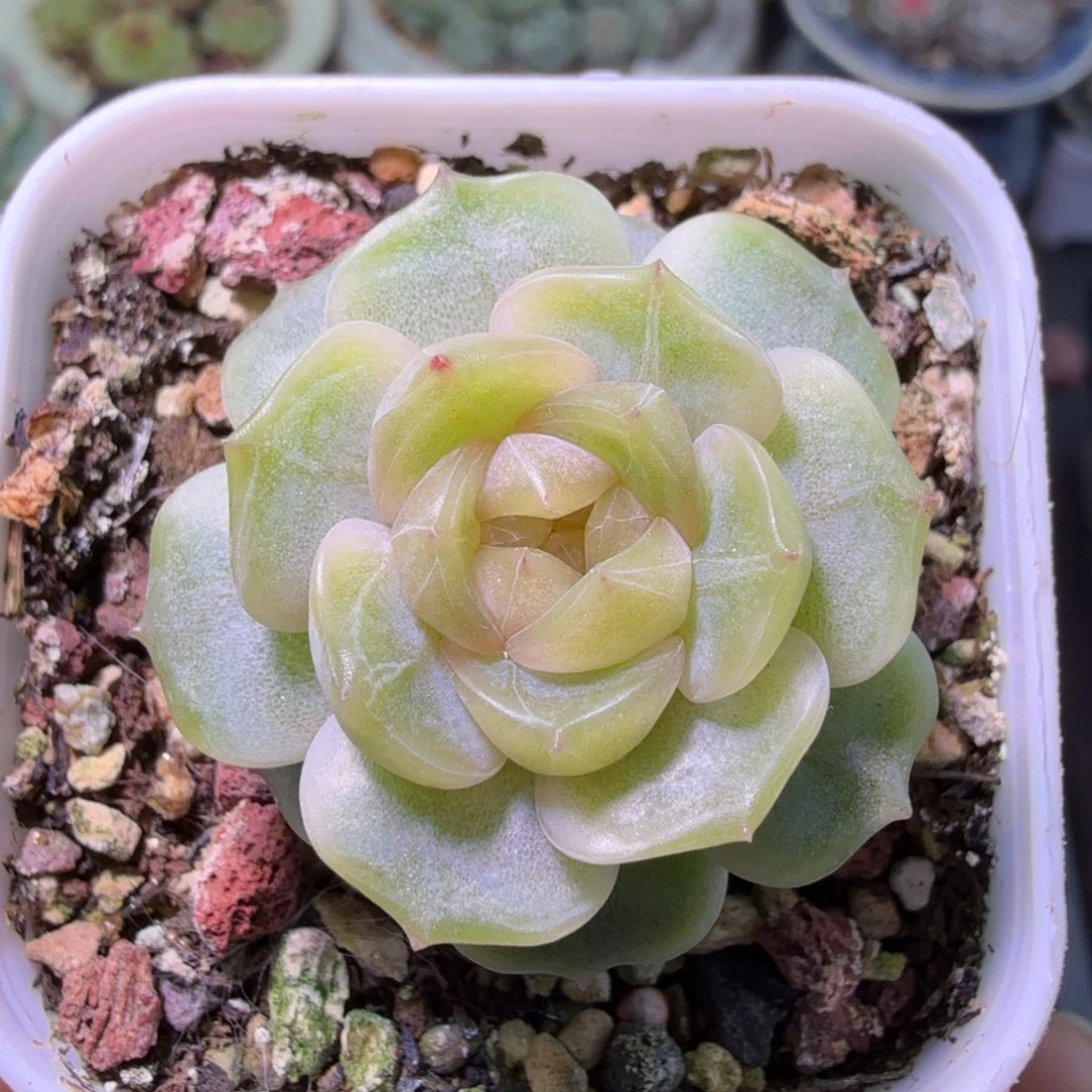 宫花玉簪元旦快乐