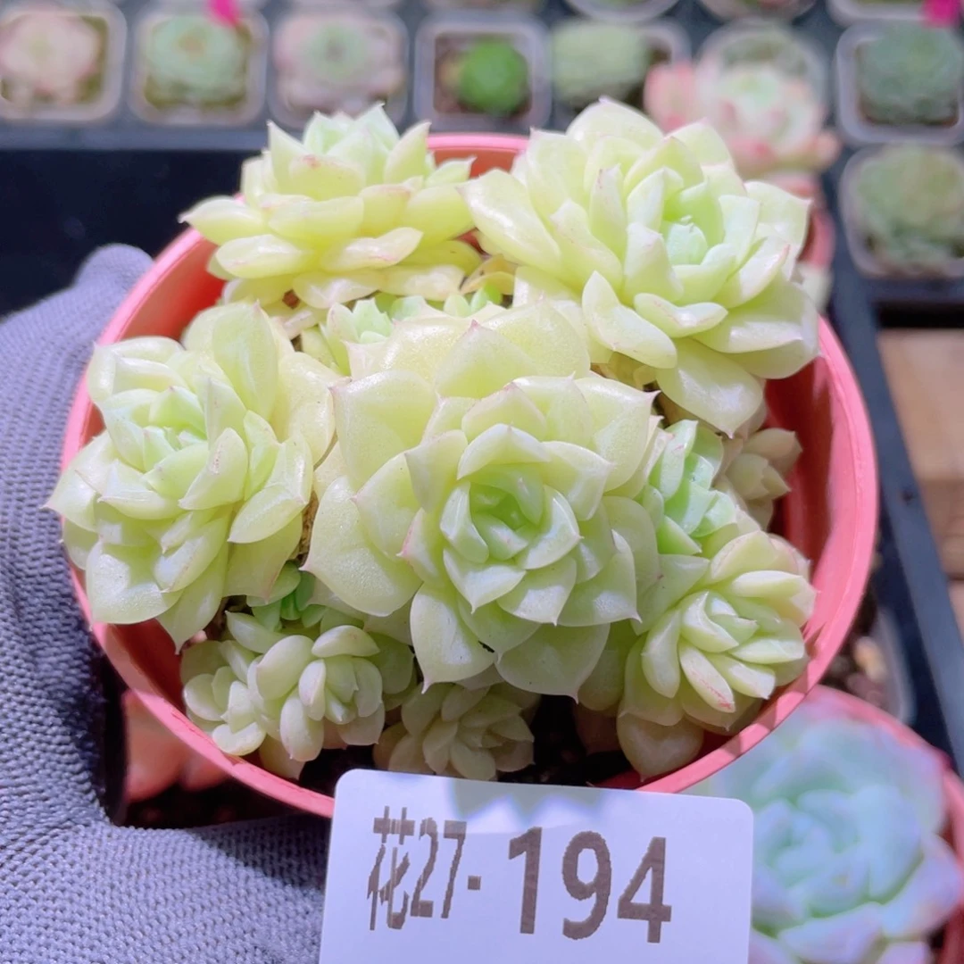 花利美27-194白天鹅