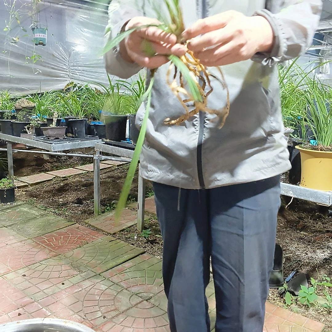 用***4无花朵富山奇蝶建兰