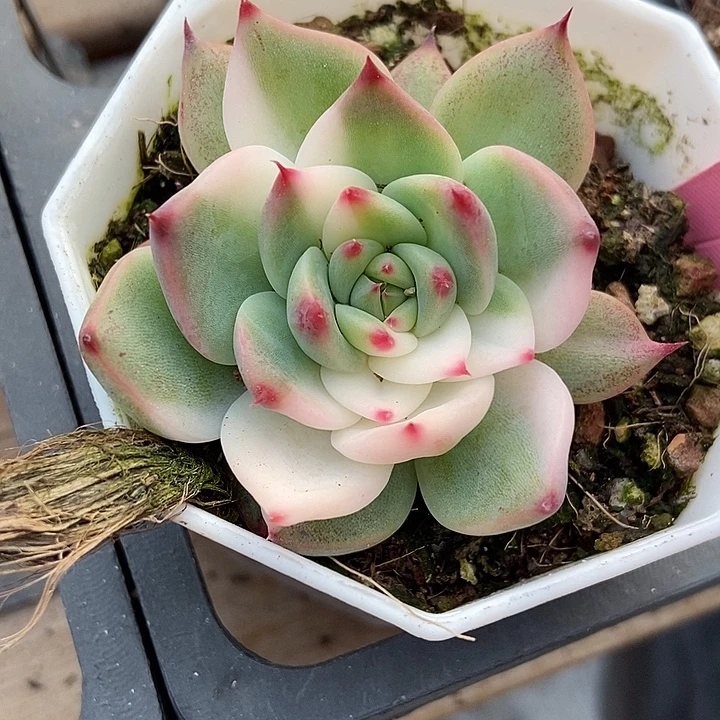 多肉植物吉娃娃锦359