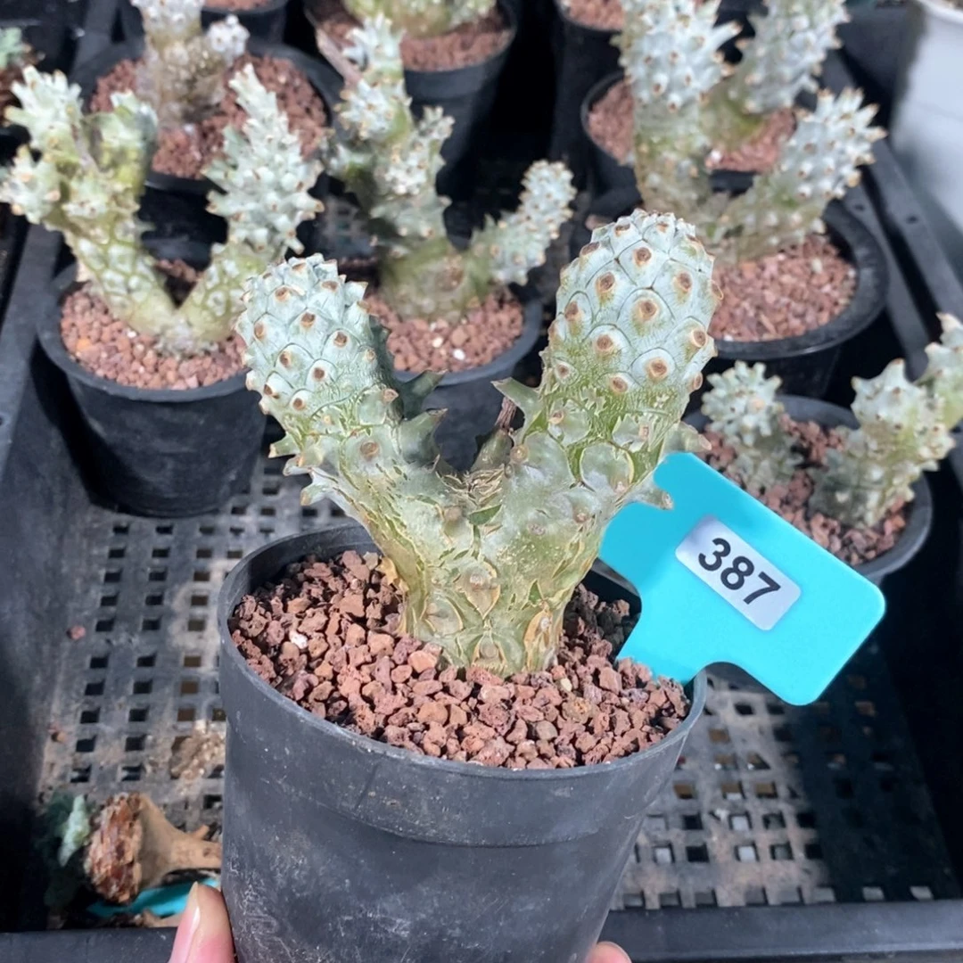 钟馗多肉植物一个
