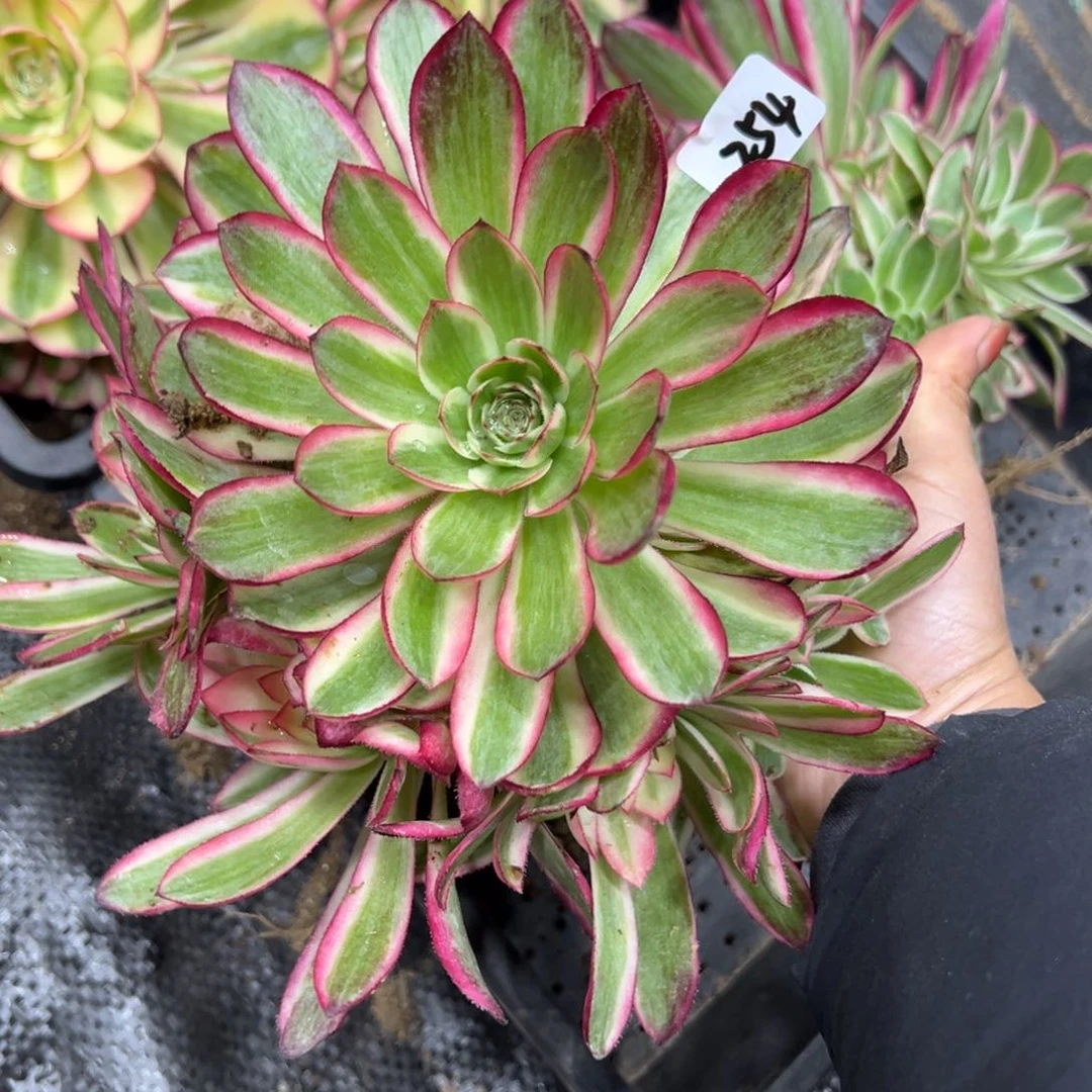 254倾城多肉38一颗多肉