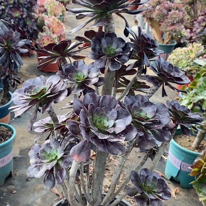 圆叶多肉植物17。
