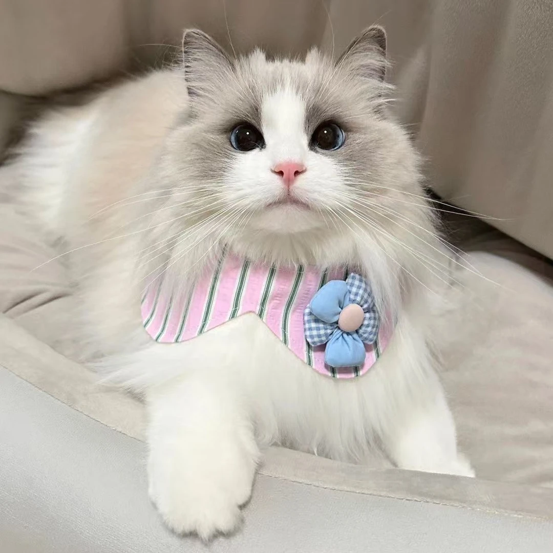 活体可爱猫咪幼崽