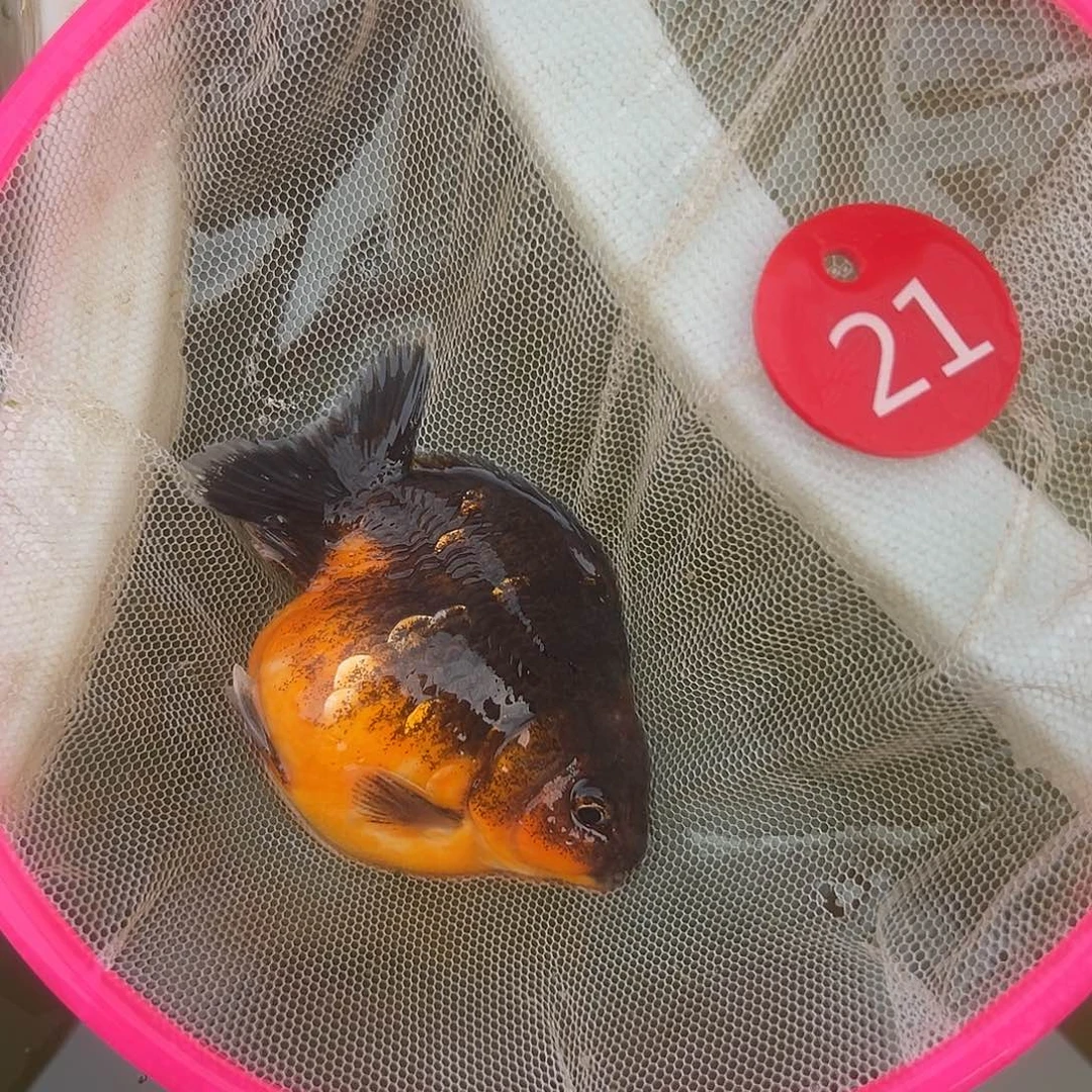 海水鱼短尾将军泰狮