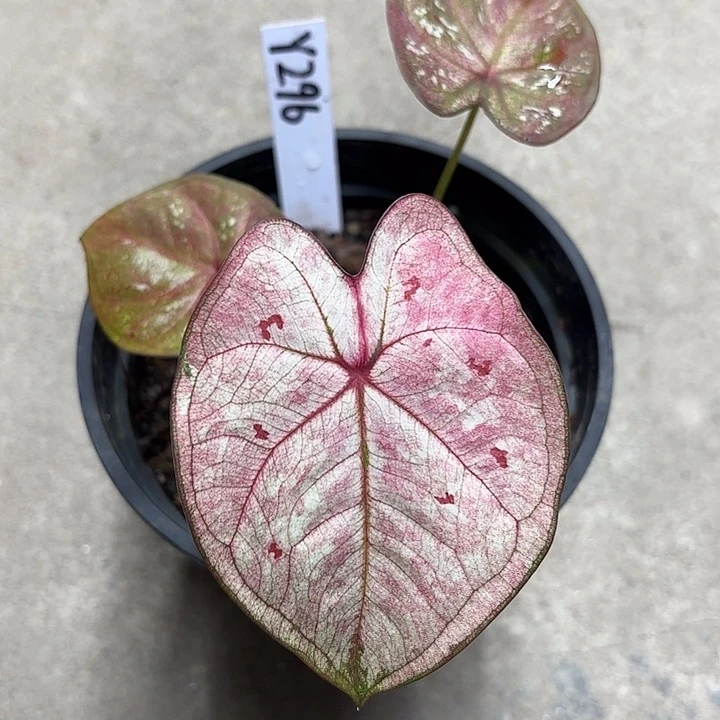 296-0224甜心彩叶芋广东现货