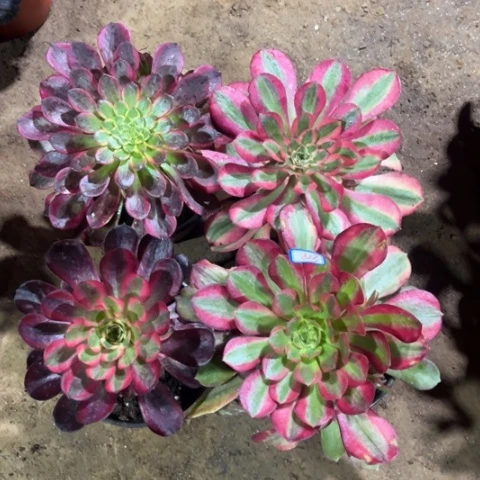 823多肉植物组合