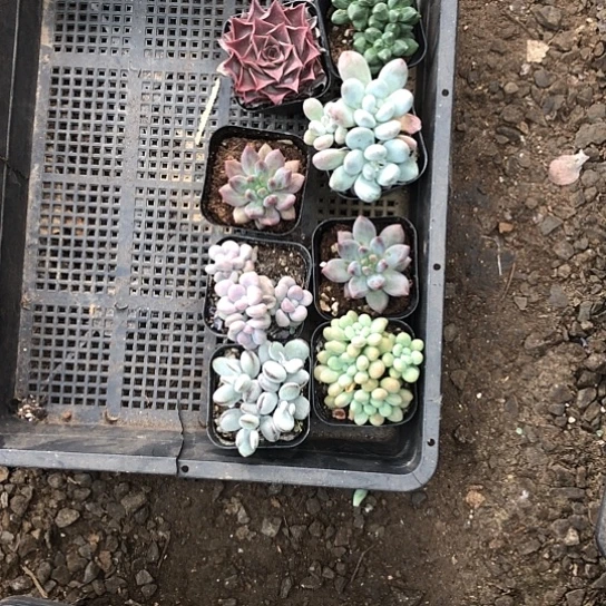 一***啦纯爱系列出版社花雨在此