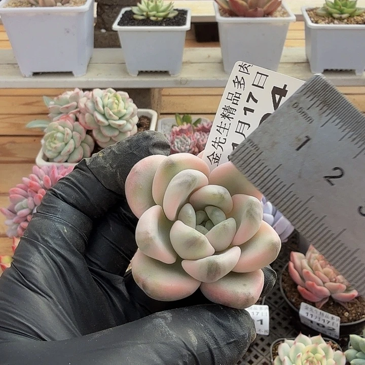 1117-104白鹭锦头盖