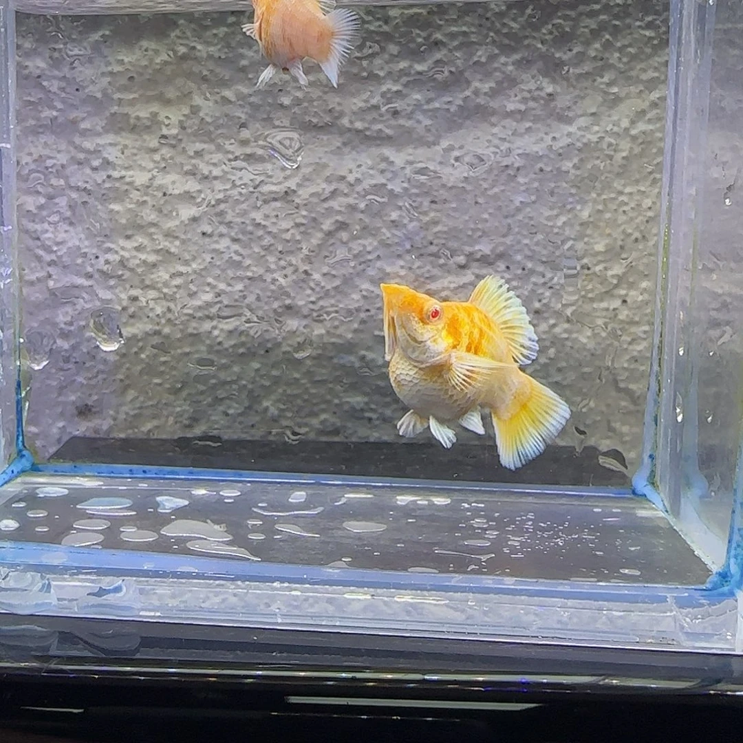 孔雀鱼金虎。33号。