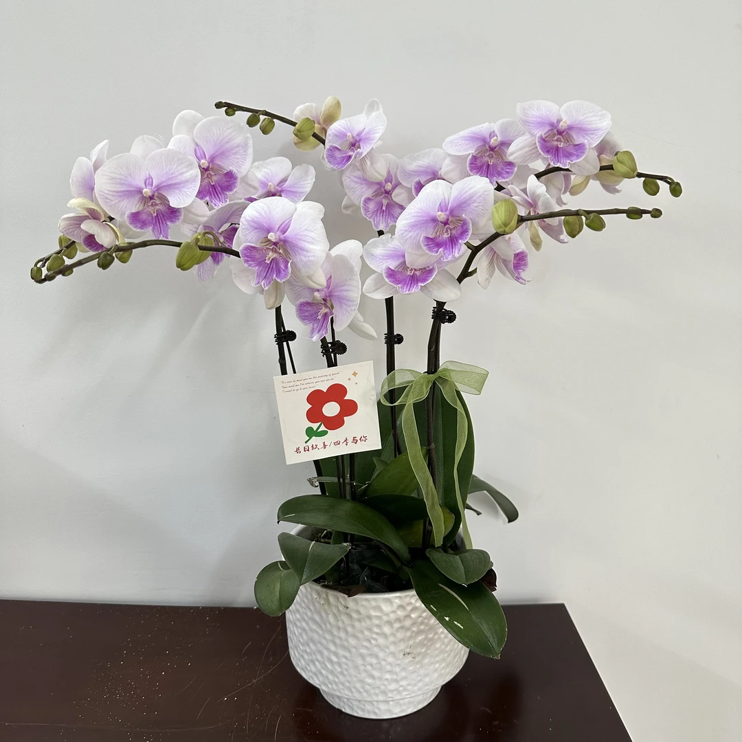 兰馨【甜美人】 蝴蝶兰盆栽  室内花卉 花期长 好养活植株