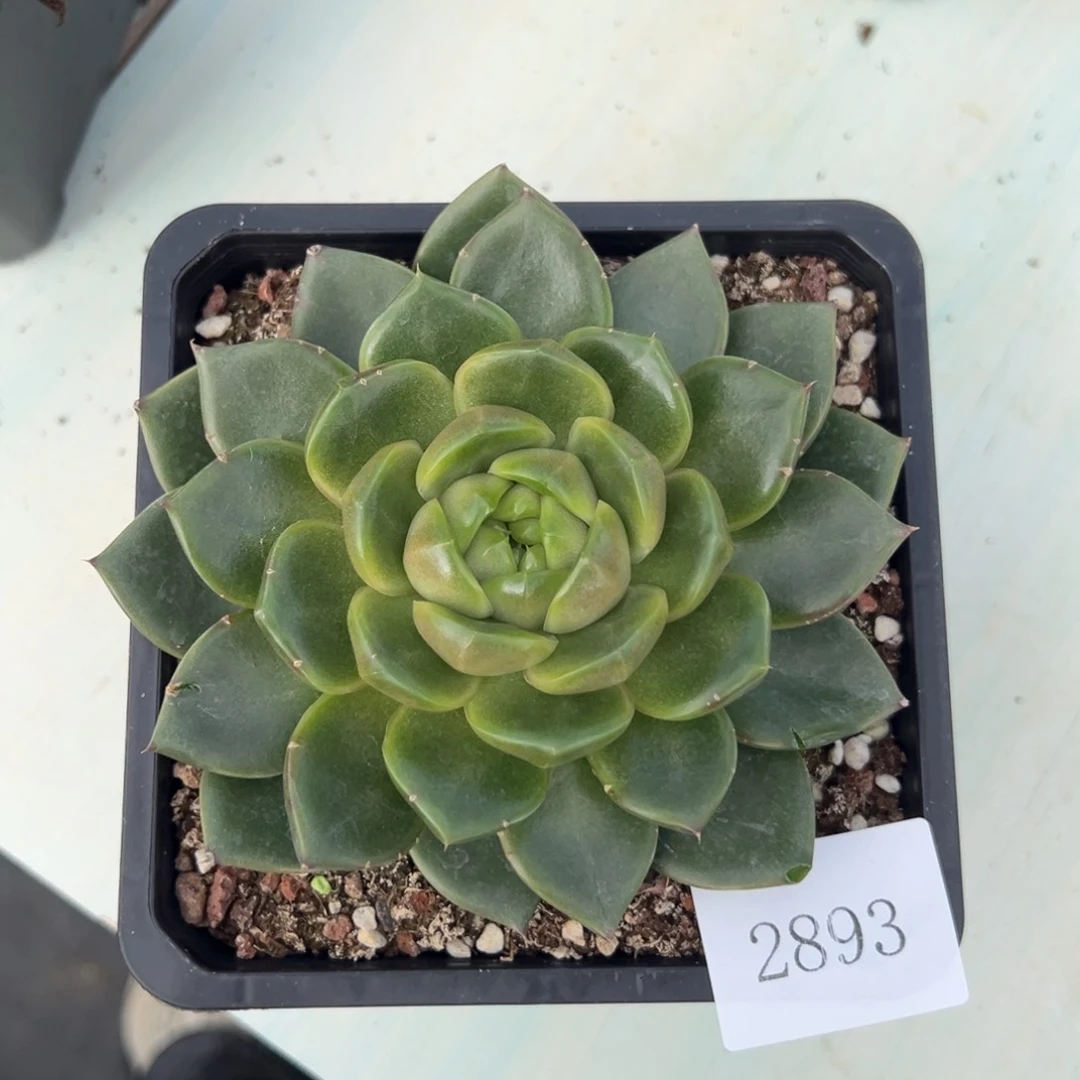 小*煜2893肉肉肉肉肉肉