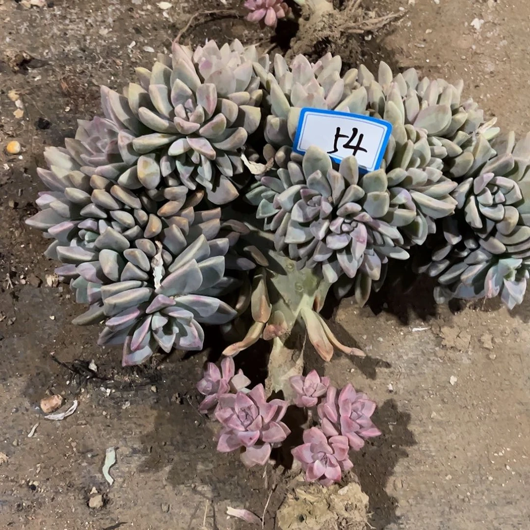 一***刘54号淡雪缀化一无一拍