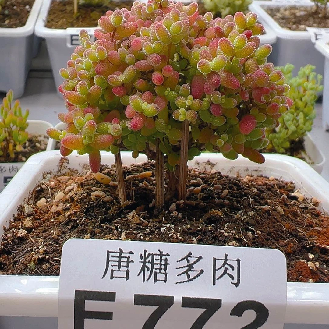 蜜橘772。
