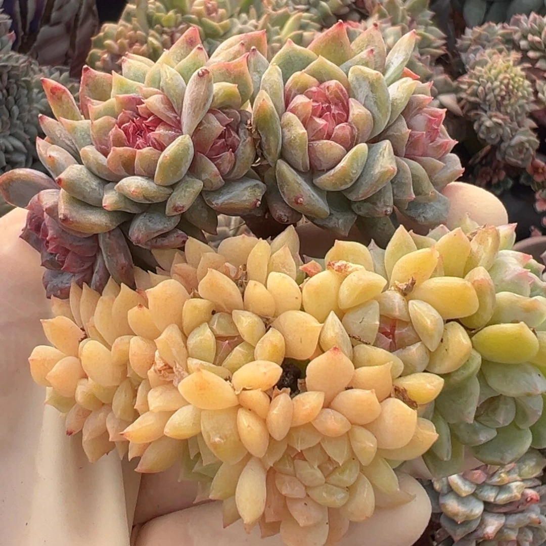 新年快乐 新年快乐