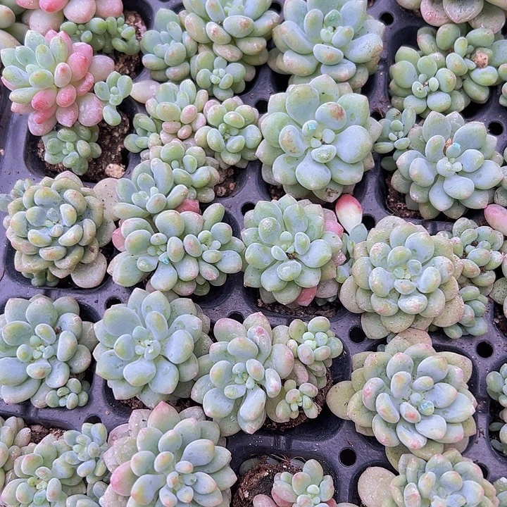 洛可可苗19包邮多肉