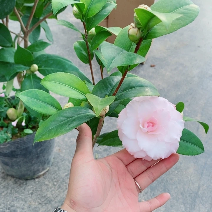 完全开放葛蕾丝茶花