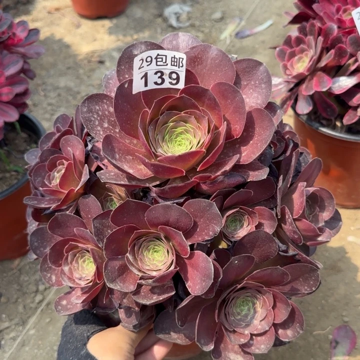 魅金……多肉植物……