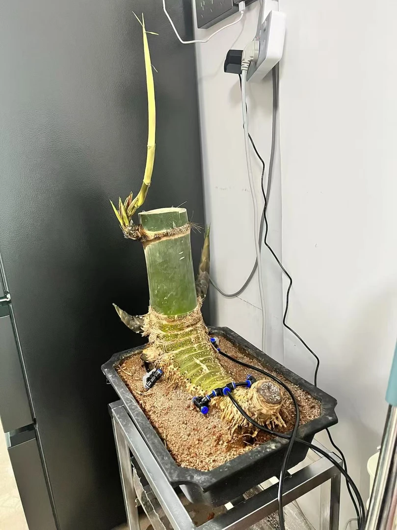 小叶勒竹半熟桩室内客厅办公室绿植花卉四季常青好养活盆景