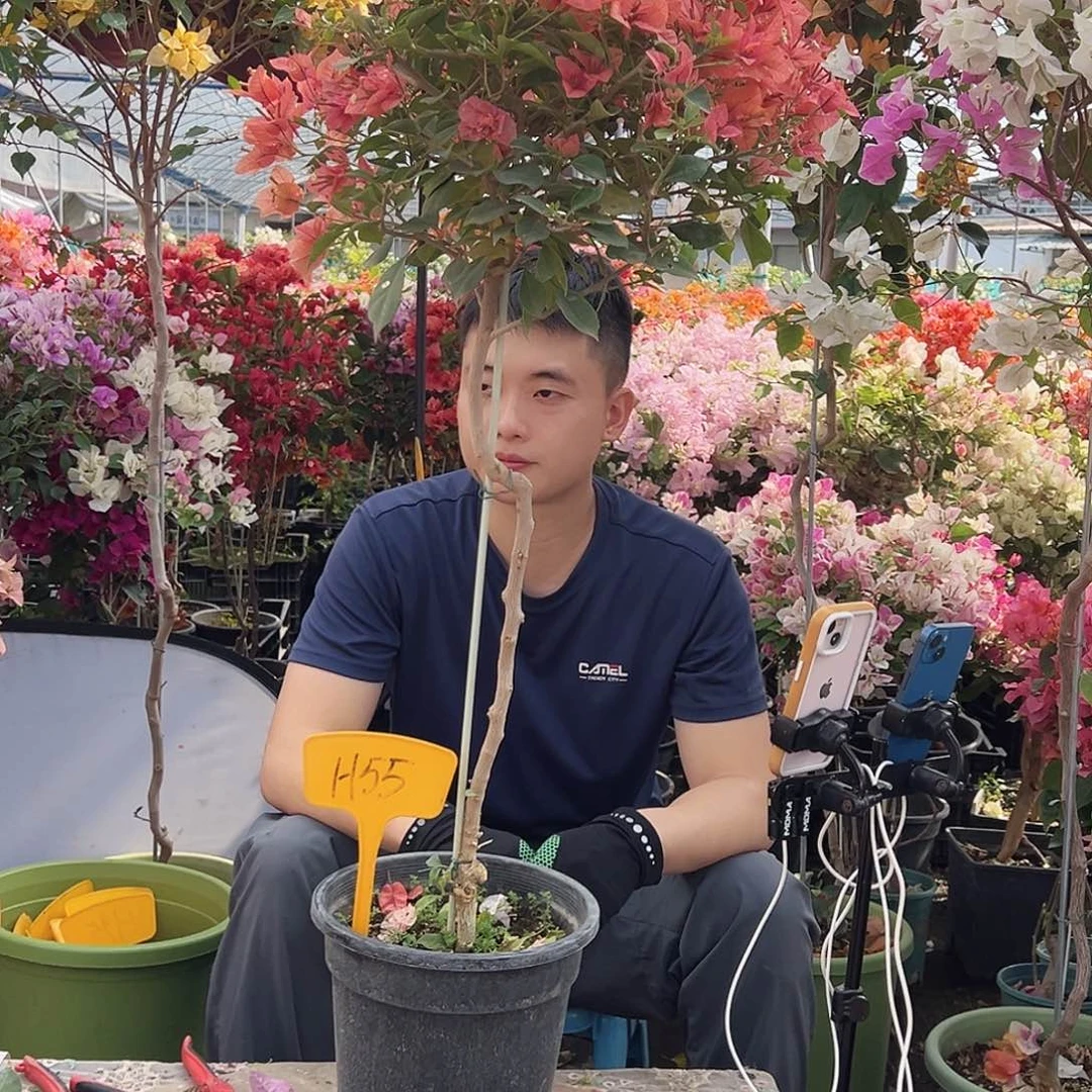 米***多大部分花苞少量开放H55伊莎贝拉酒红