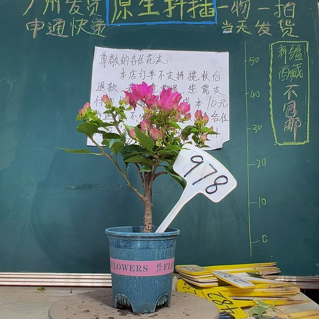 当前无花栽培后可以开花比芭粉978