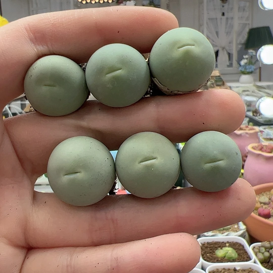 【闪购商品】235 鸽子蛋